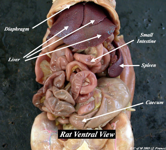 Abdominal Cavity - Pregnant Rat Dissection