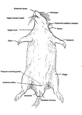 External Features - Pregnant Rat Dissection